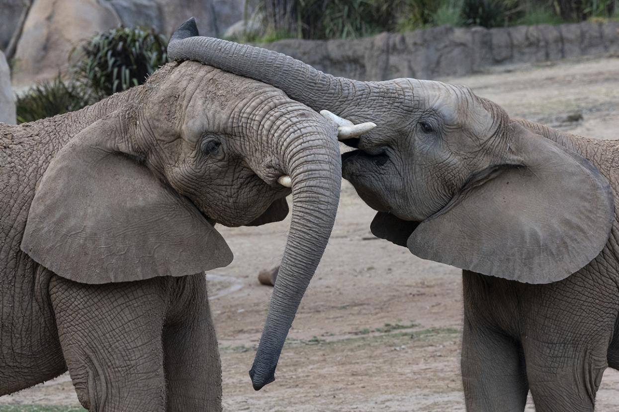Elephant touching another elephant's head with trunk