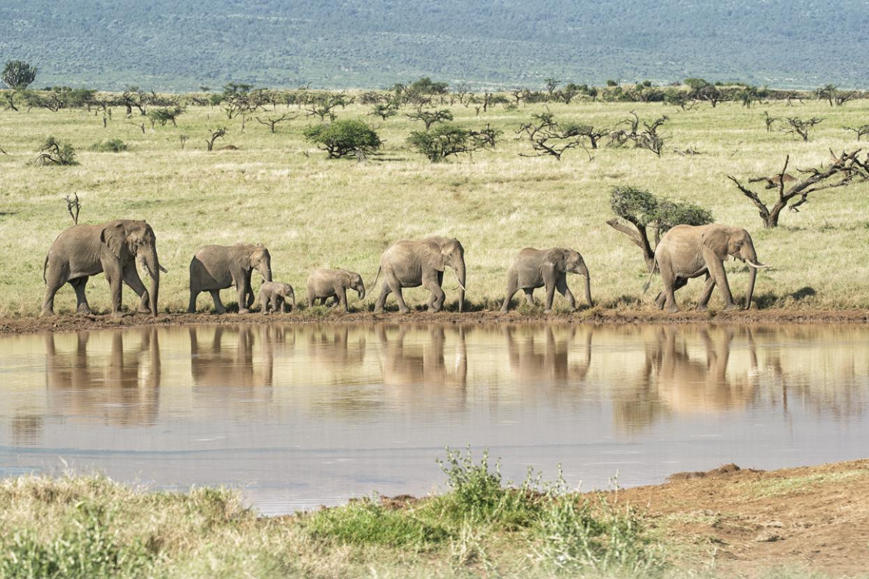 Elephant herd