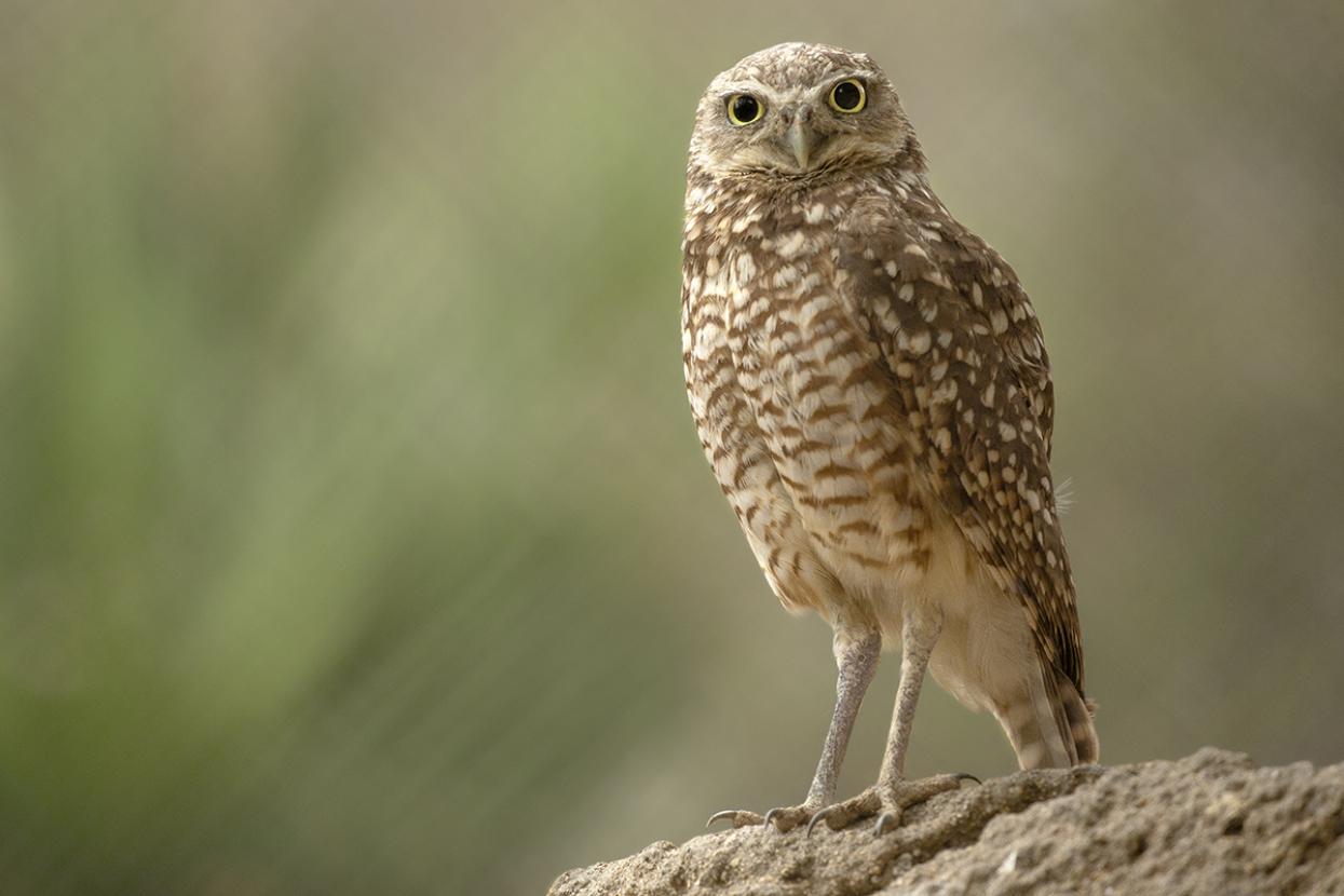 Close-up picture of a burrowing owl