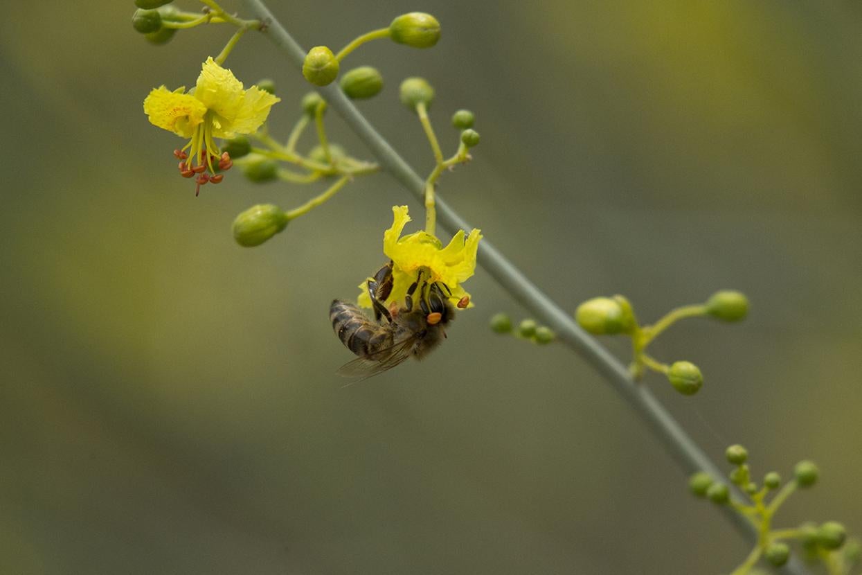 Bee on palo verde