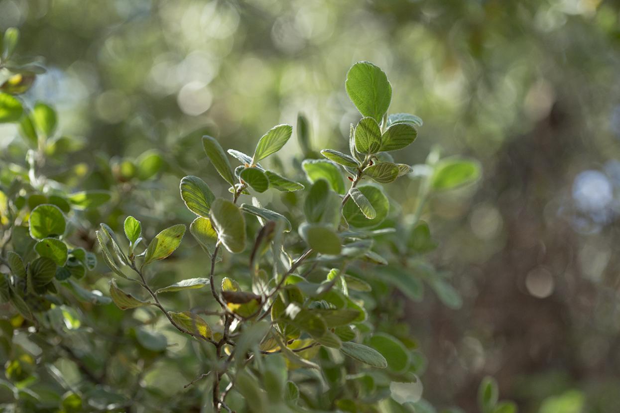 Catalina Island mountain mahogany