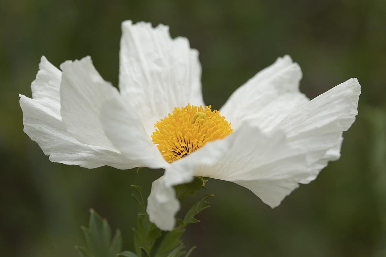 Coulter's matilija poppy