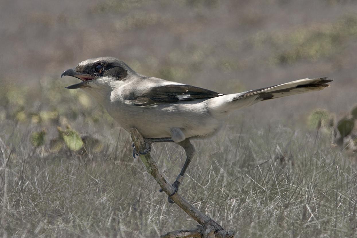 San Clemente loggerhead shrike