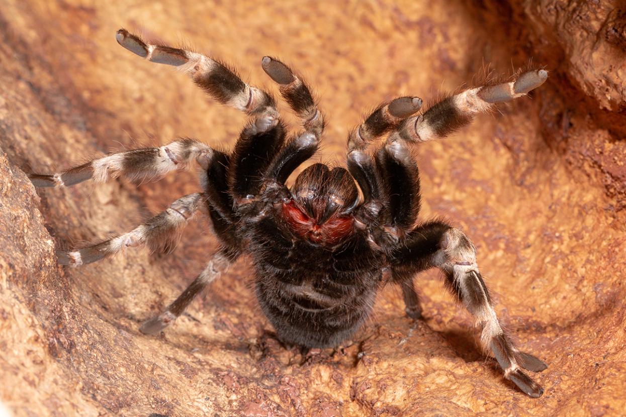 Tarantula