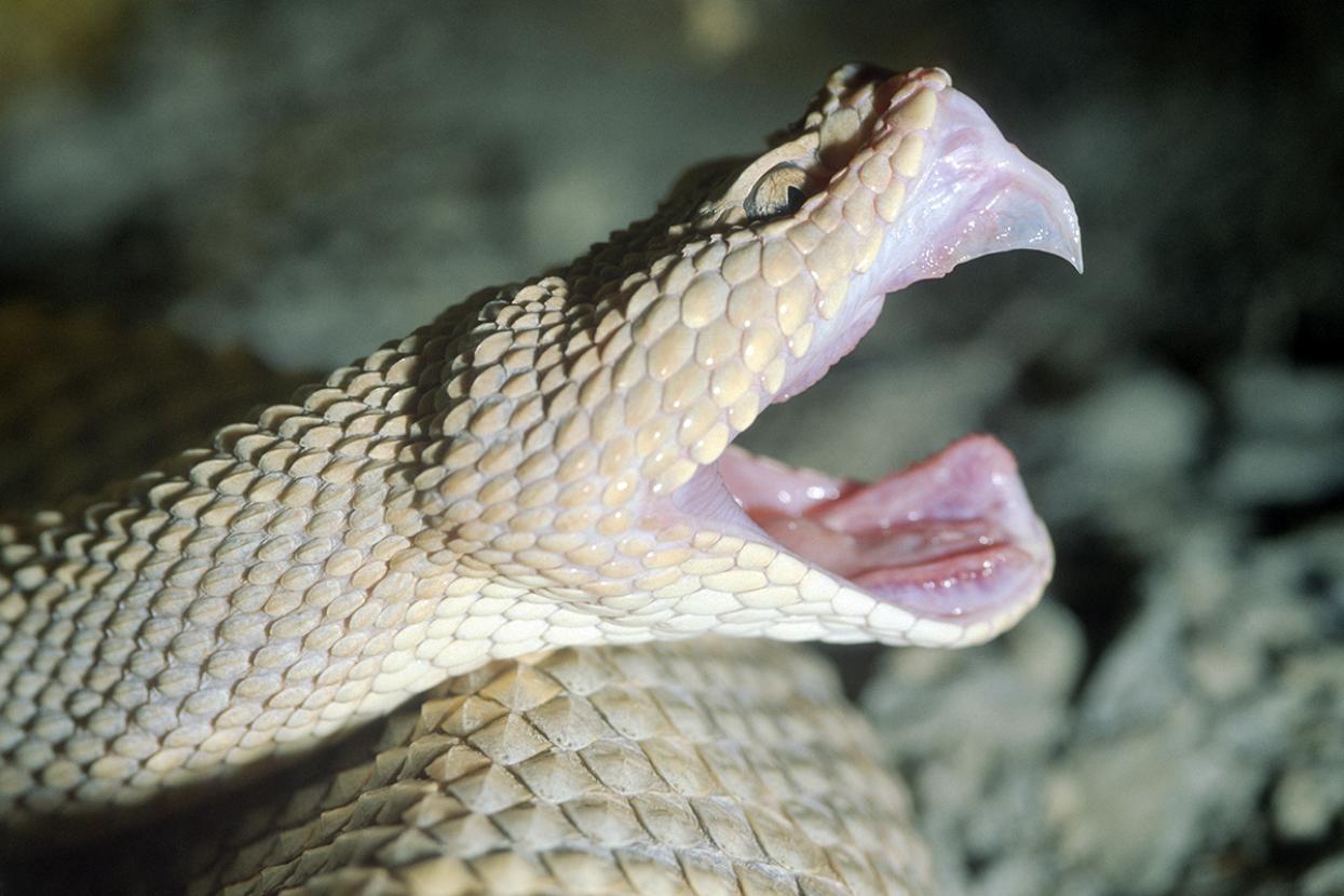 Aruba Island rattlesnake