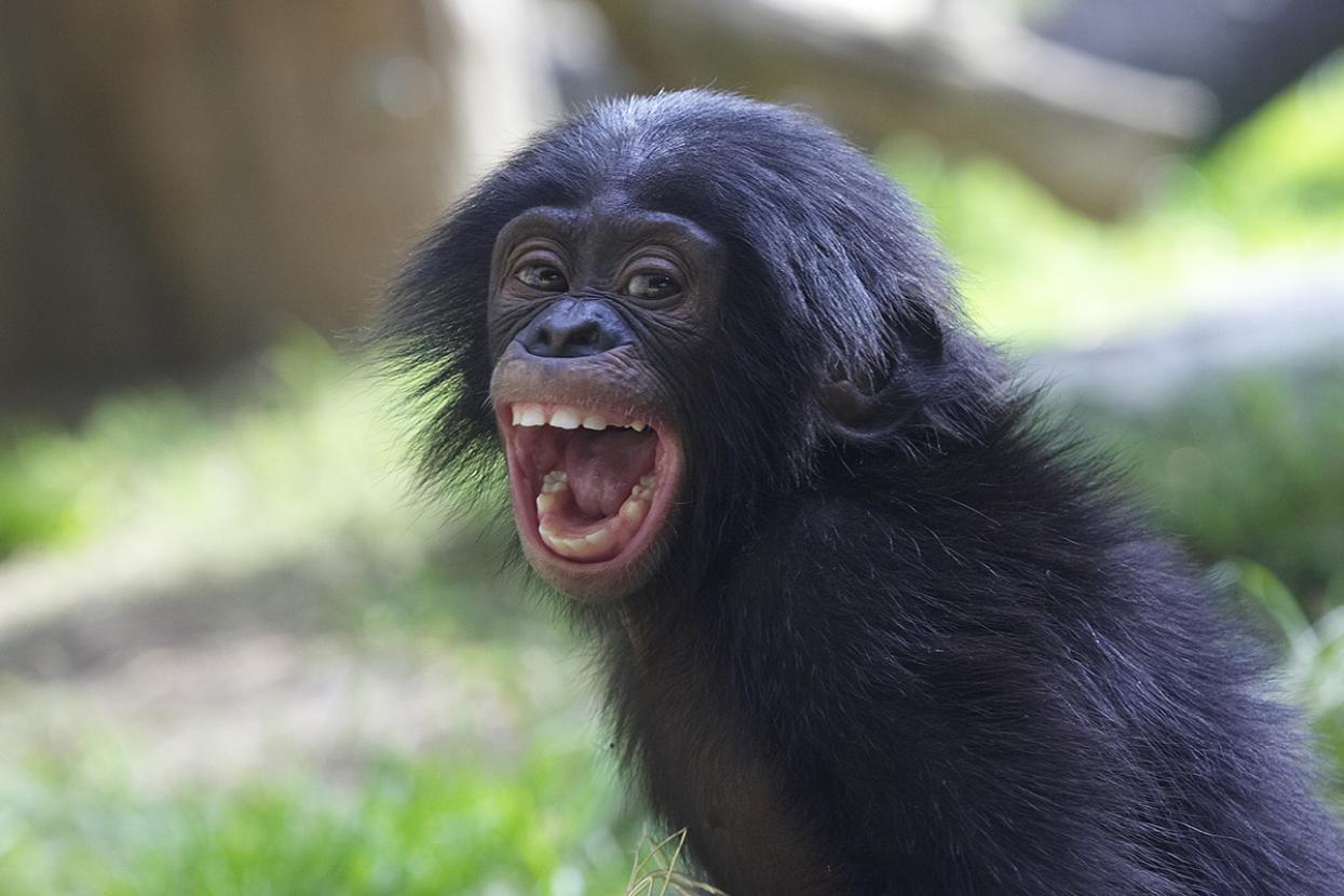young bonobo with mouth open