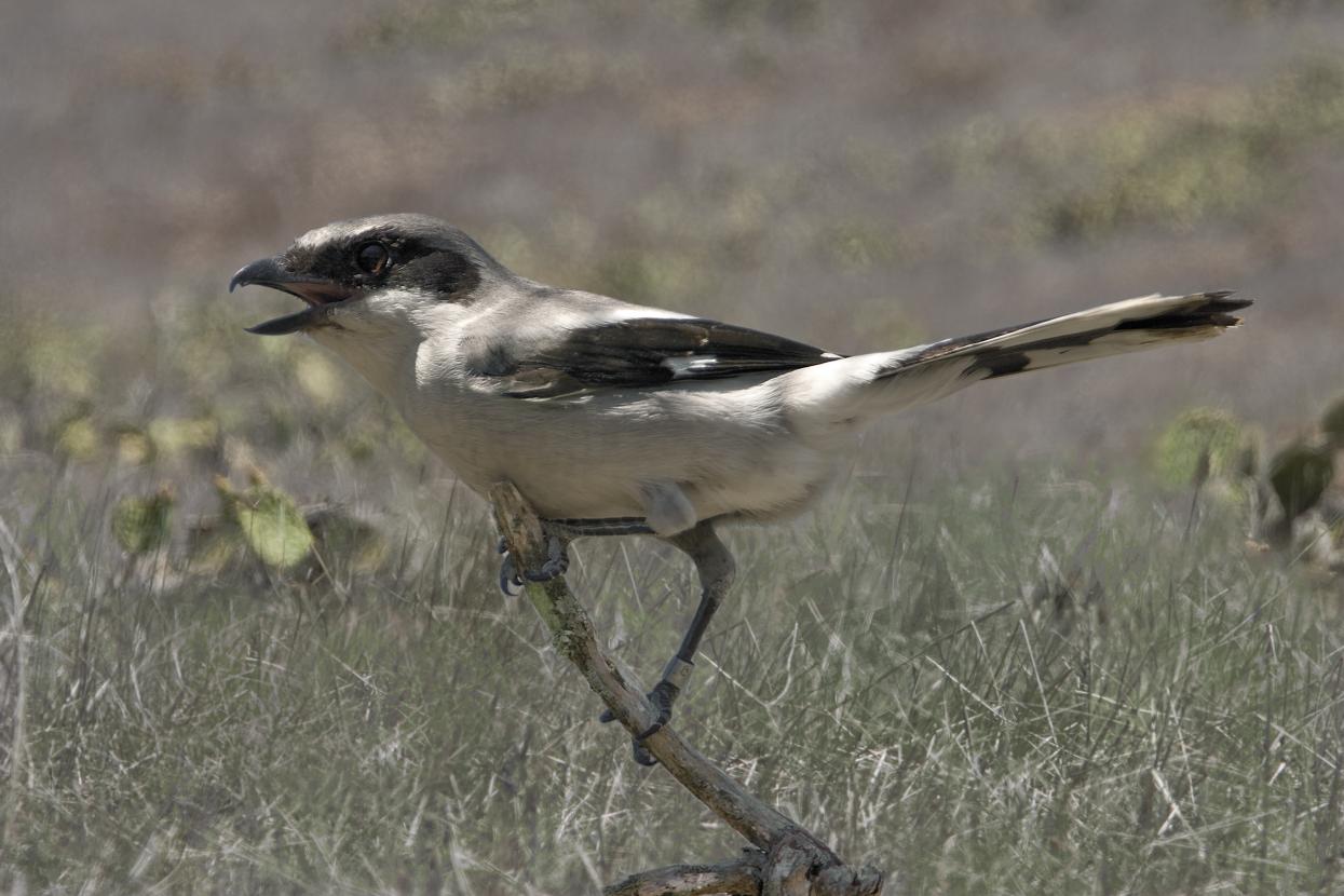San Clemente Loggerhead Shrike on a branch