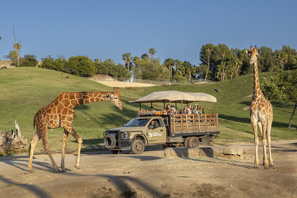 Safari with giraffes