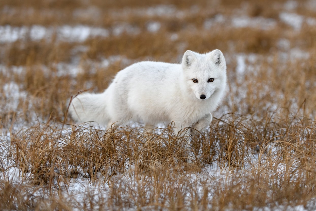 Arctic fox in grass
