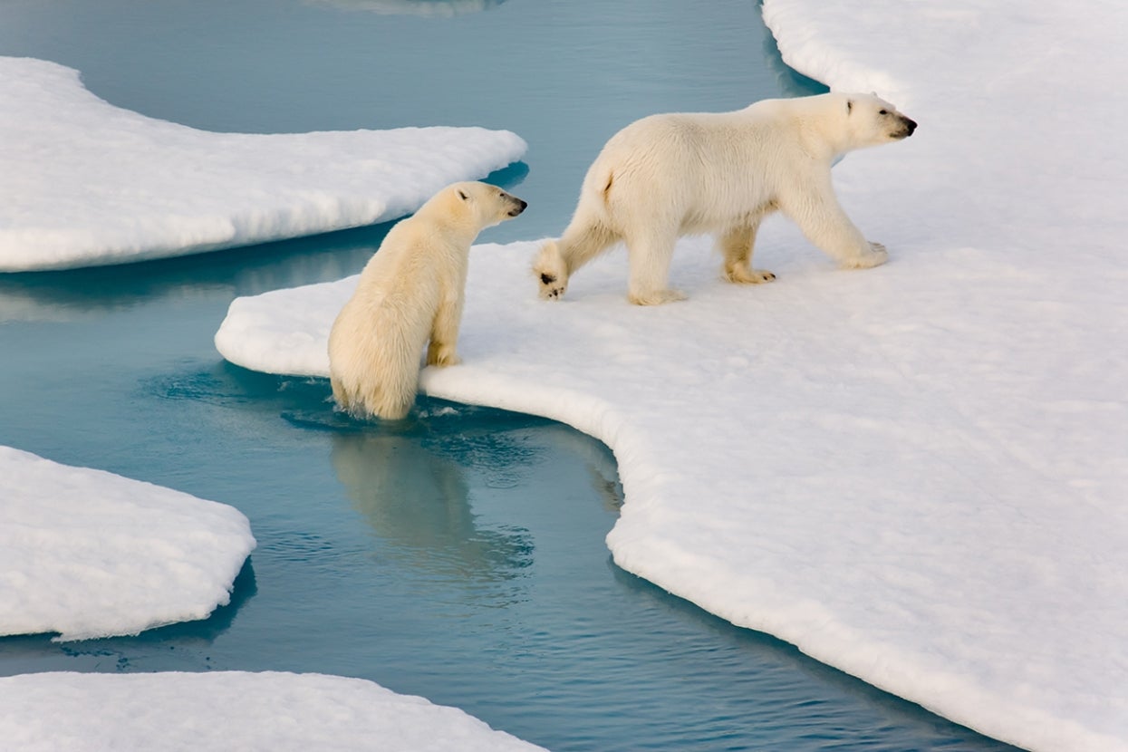Two polar bears leaving ocean