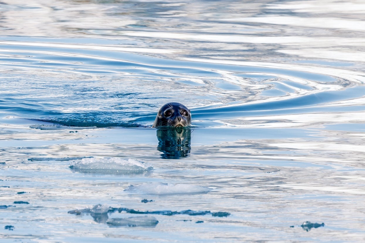 Ringed seal in water