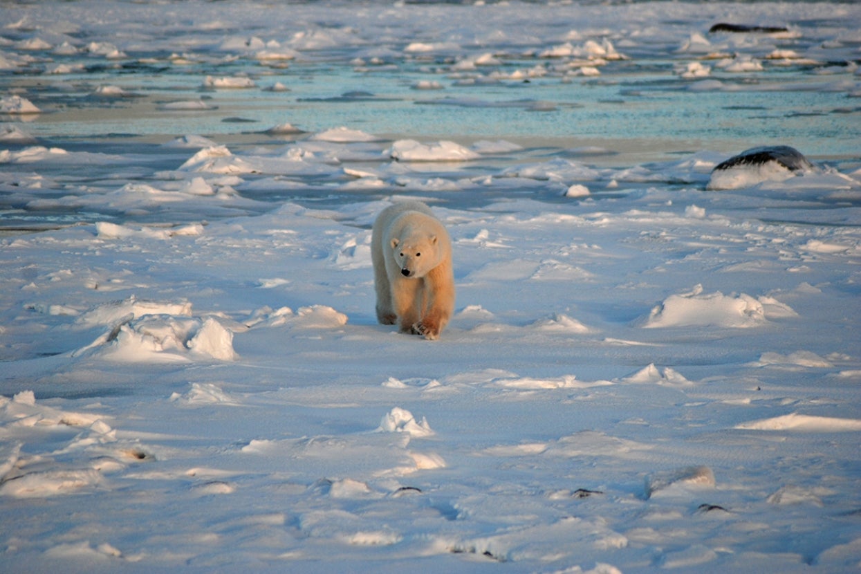 Polar bear walking on ice