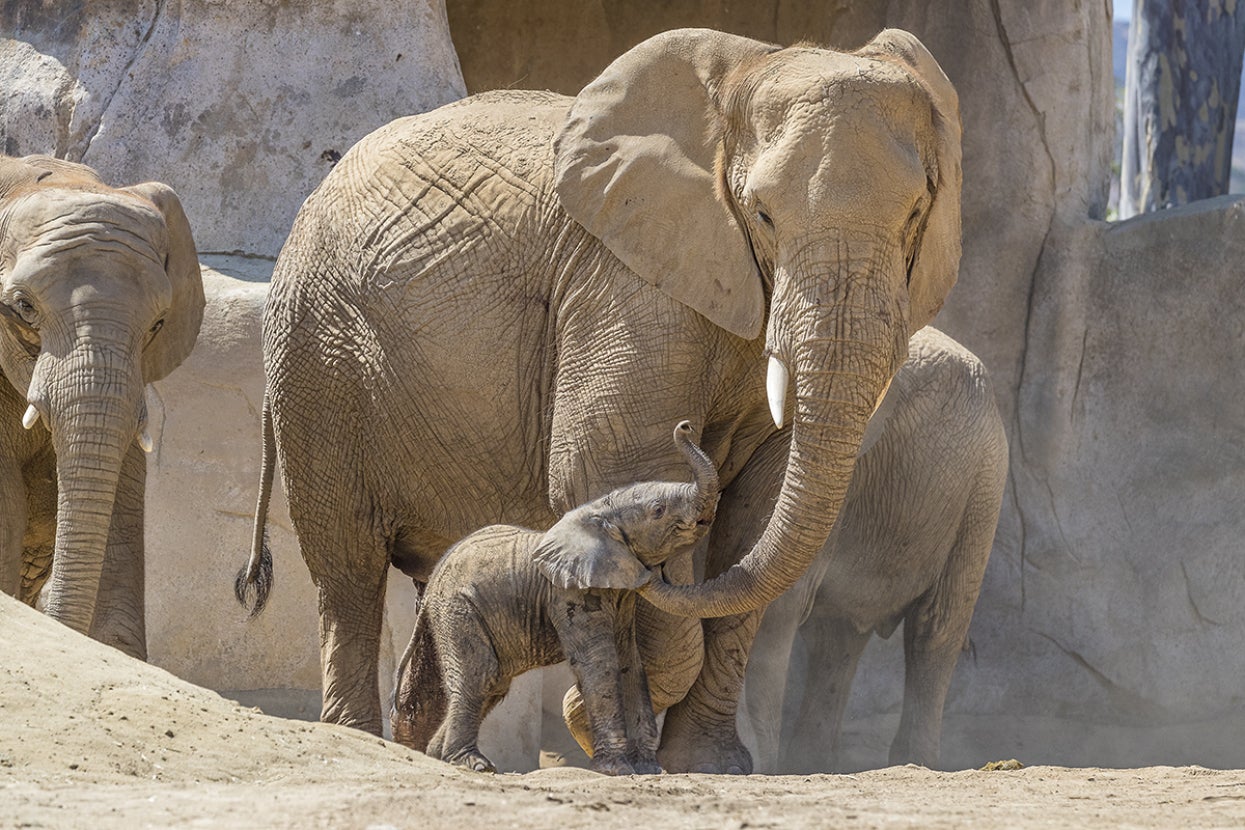 Adult female elephant stands with calf.