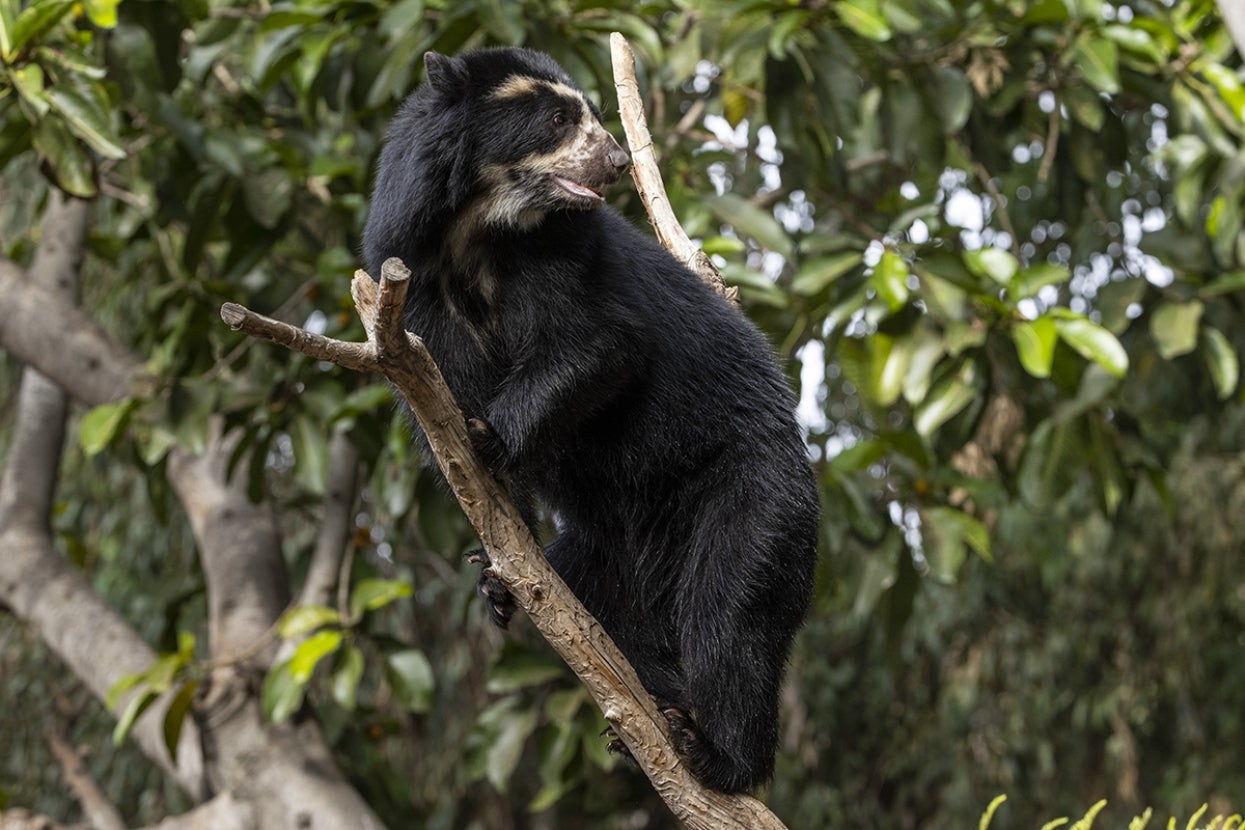 Andean bear in tree