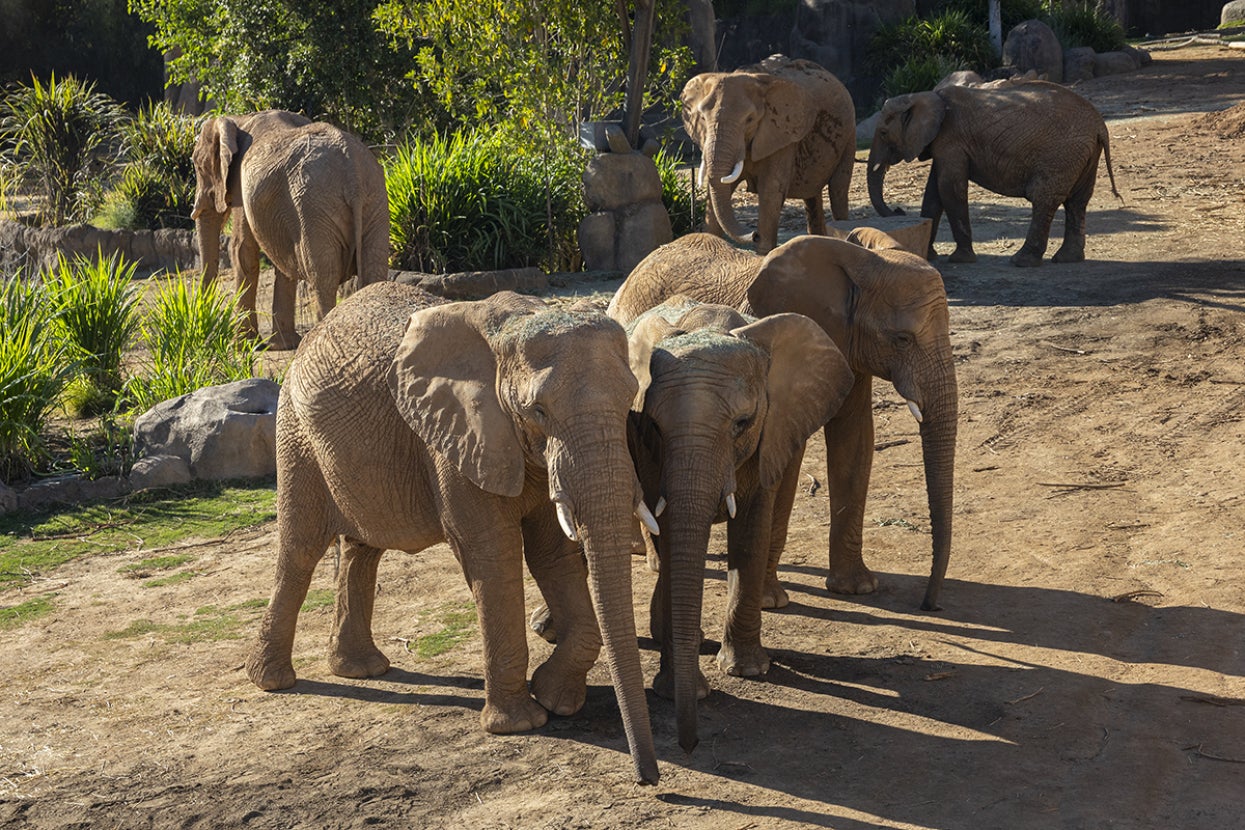 A herd of elephants stands near one another.