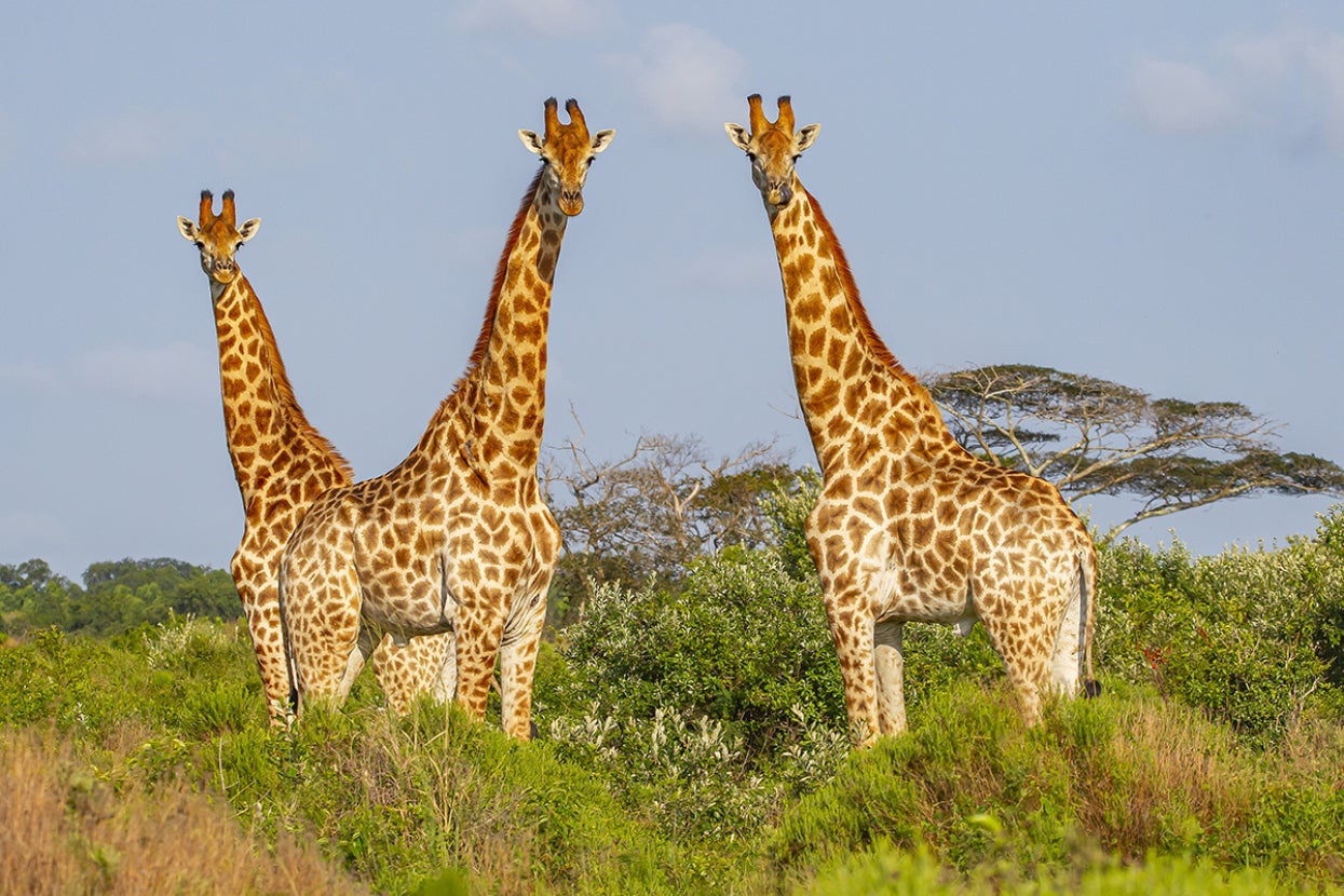southern giraffes