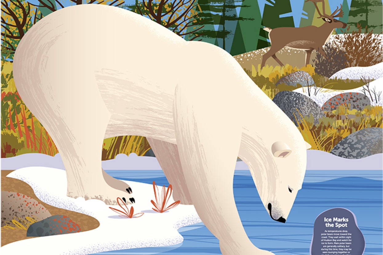 Illustration of polar bear testing ice