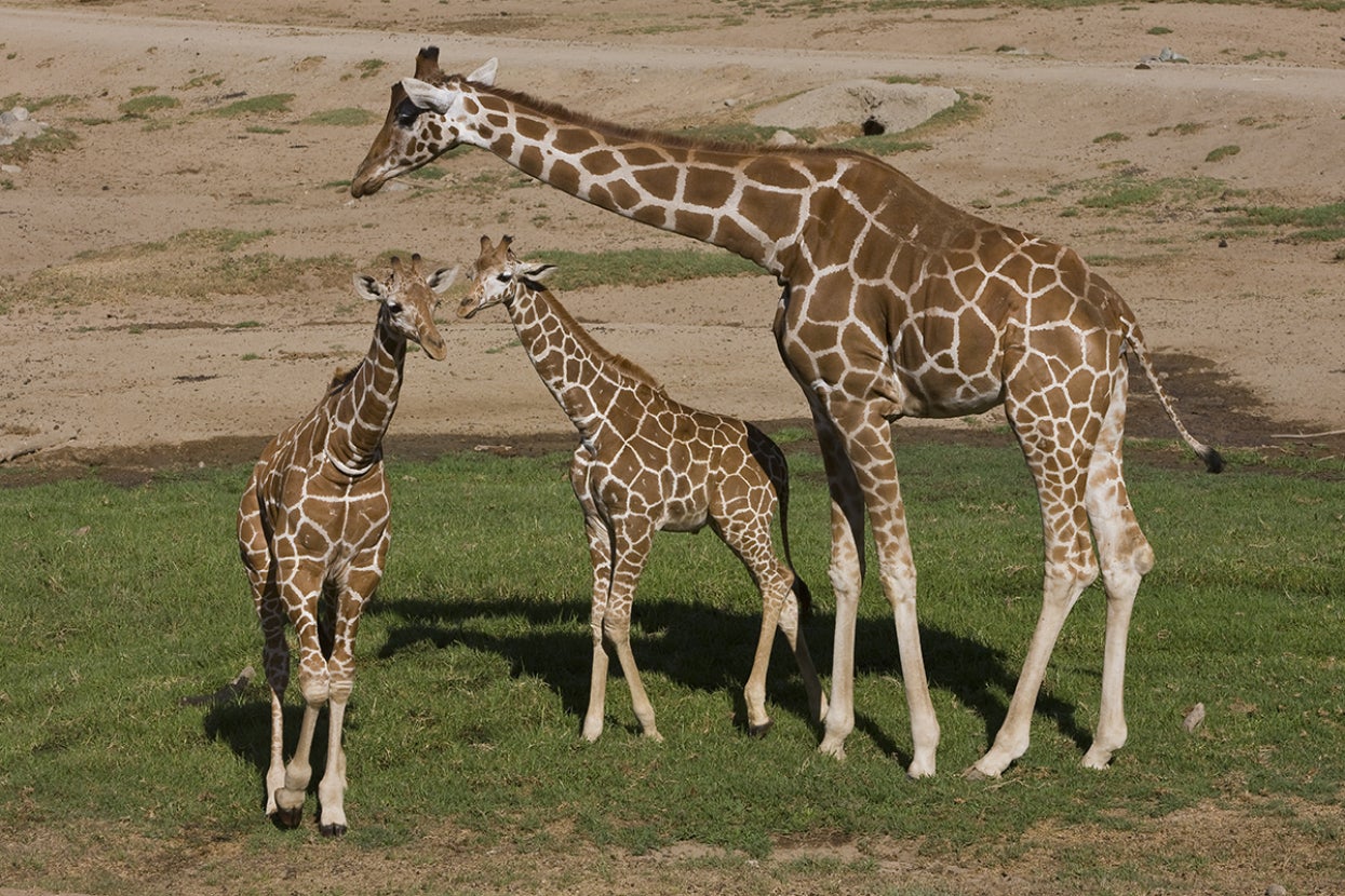 three reticulated giraffes, one adult and two calves