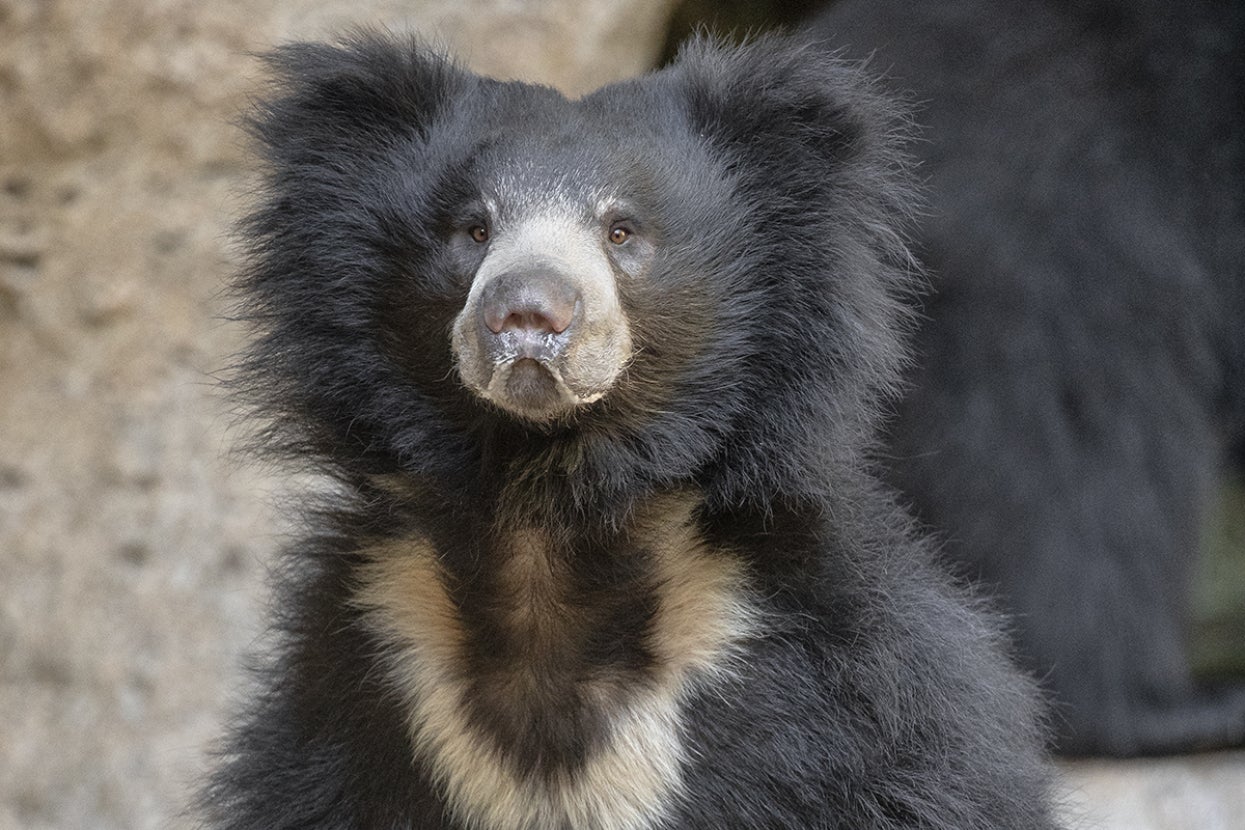 Sloth bear
