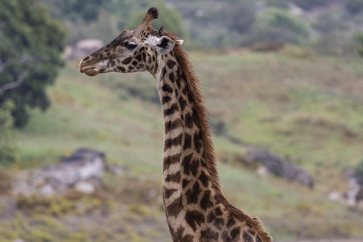 Masai giraffe