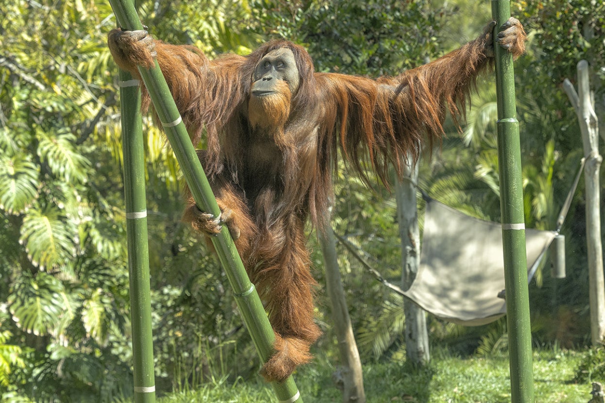 Orangutan