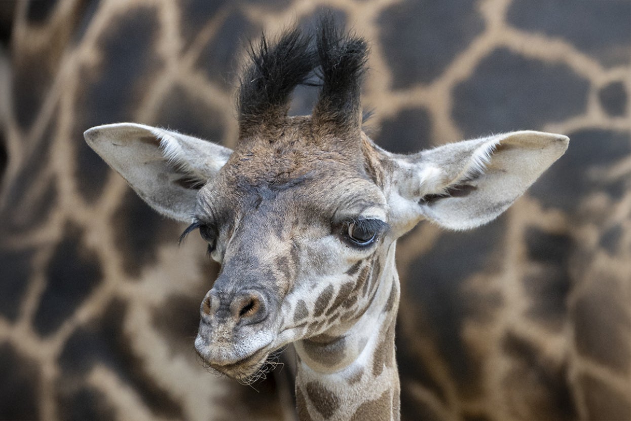 Lemayian the Zoo giraffe calf