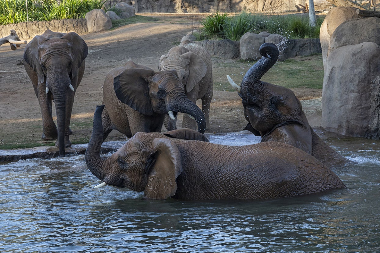 elephant herd at mkutano house watering hole