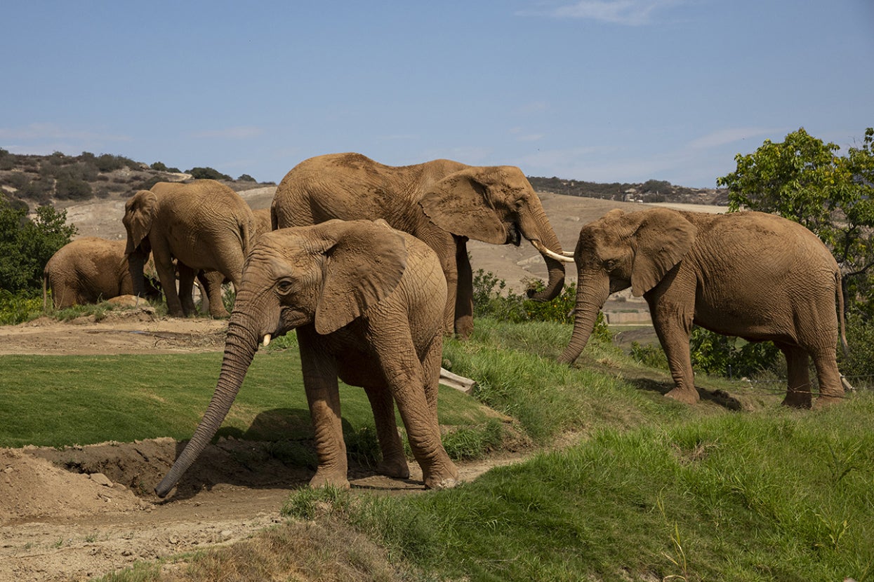 African elephants
