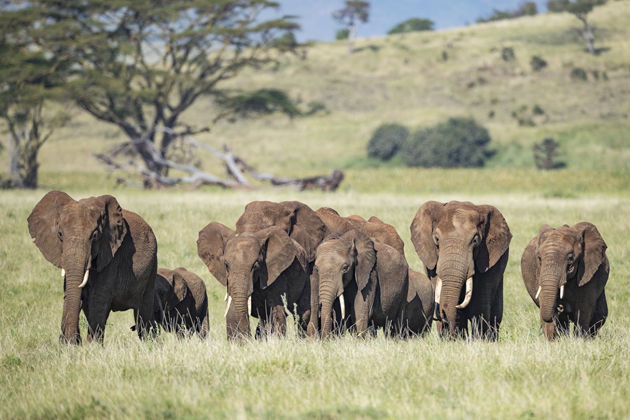 elephants on the savanna