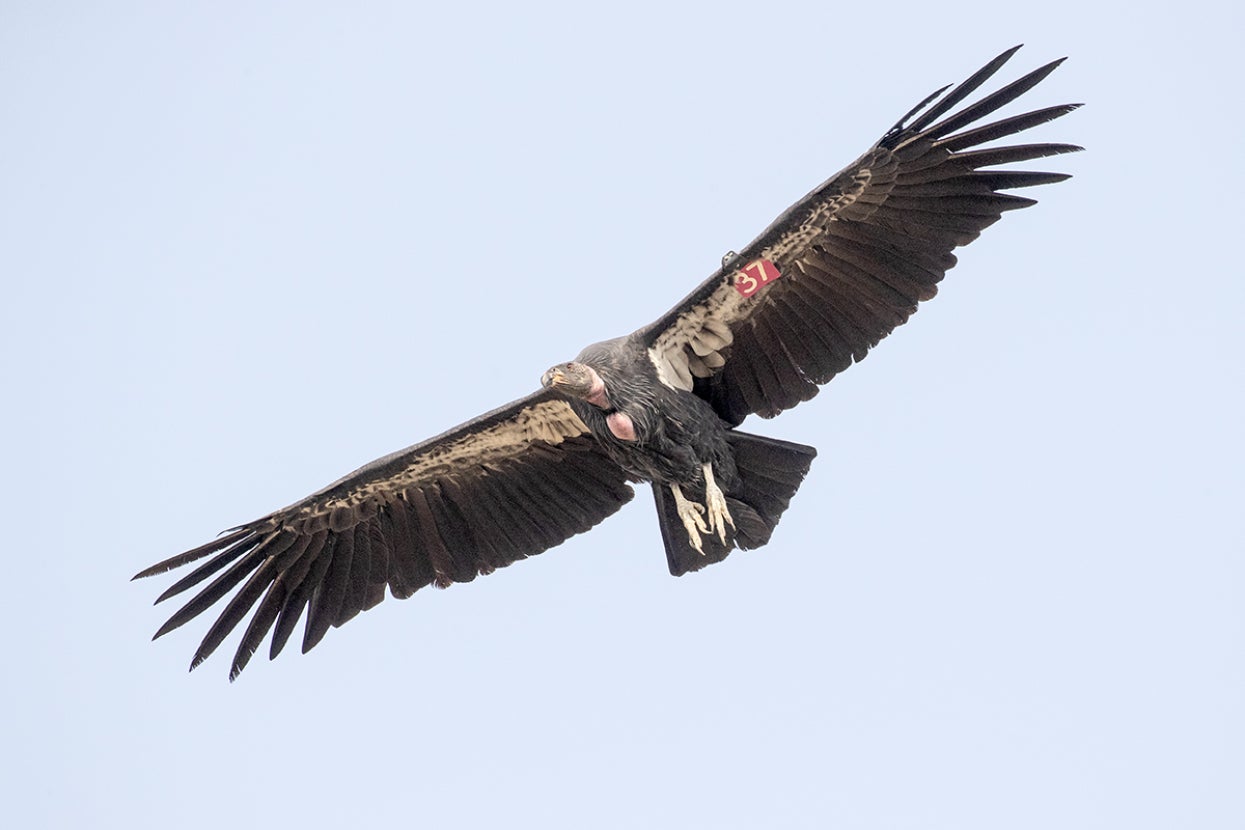 California condor