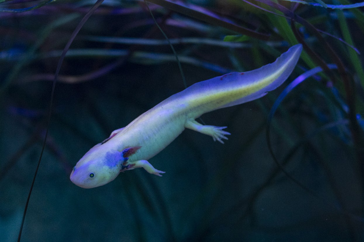 Axolotl