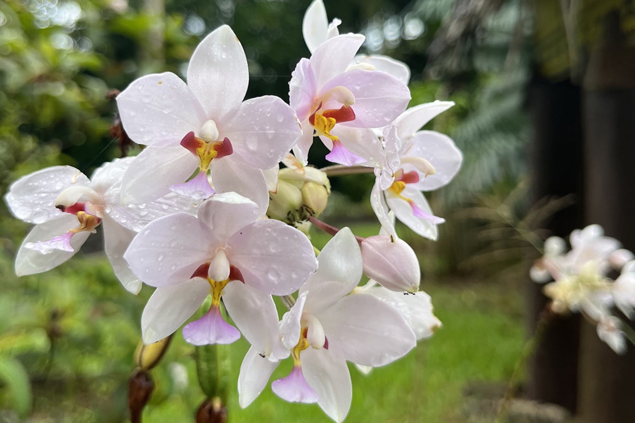 orchids