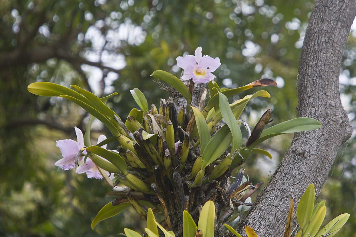 epiphytic orchid