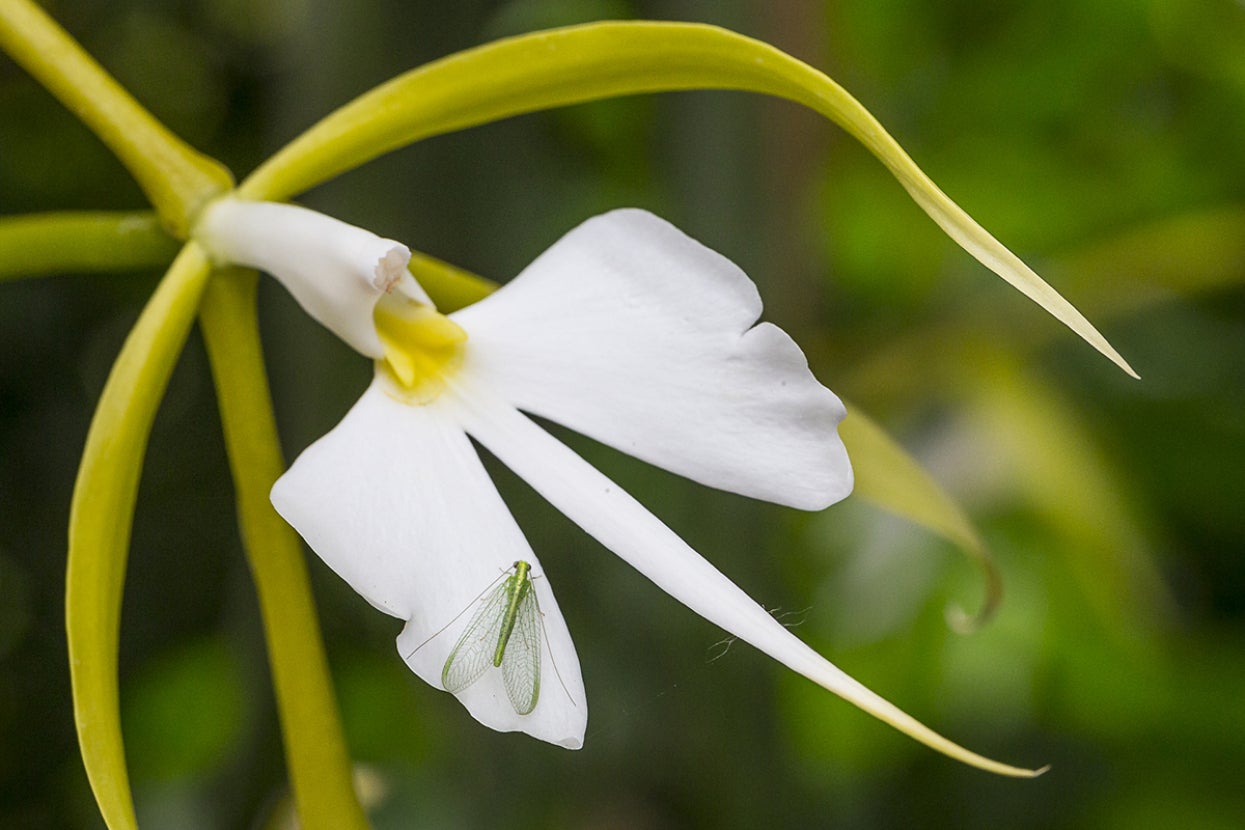 orchid and lacewing