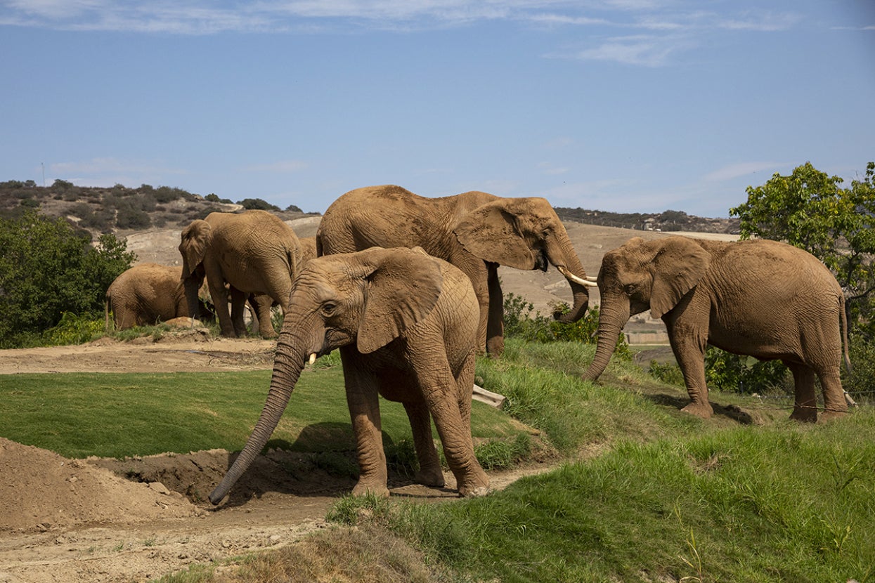 elephant herd at elephant valley
