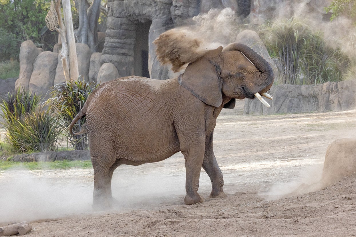 Elephant dusting with dirt