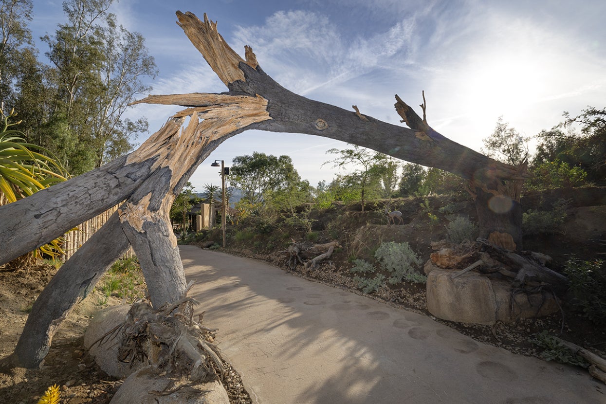 Path in Elephant Valley