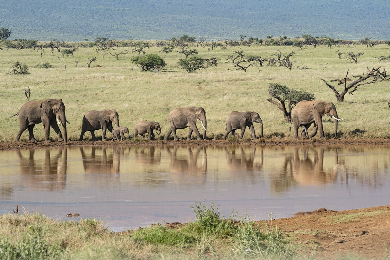 Elephant herd at watering hole