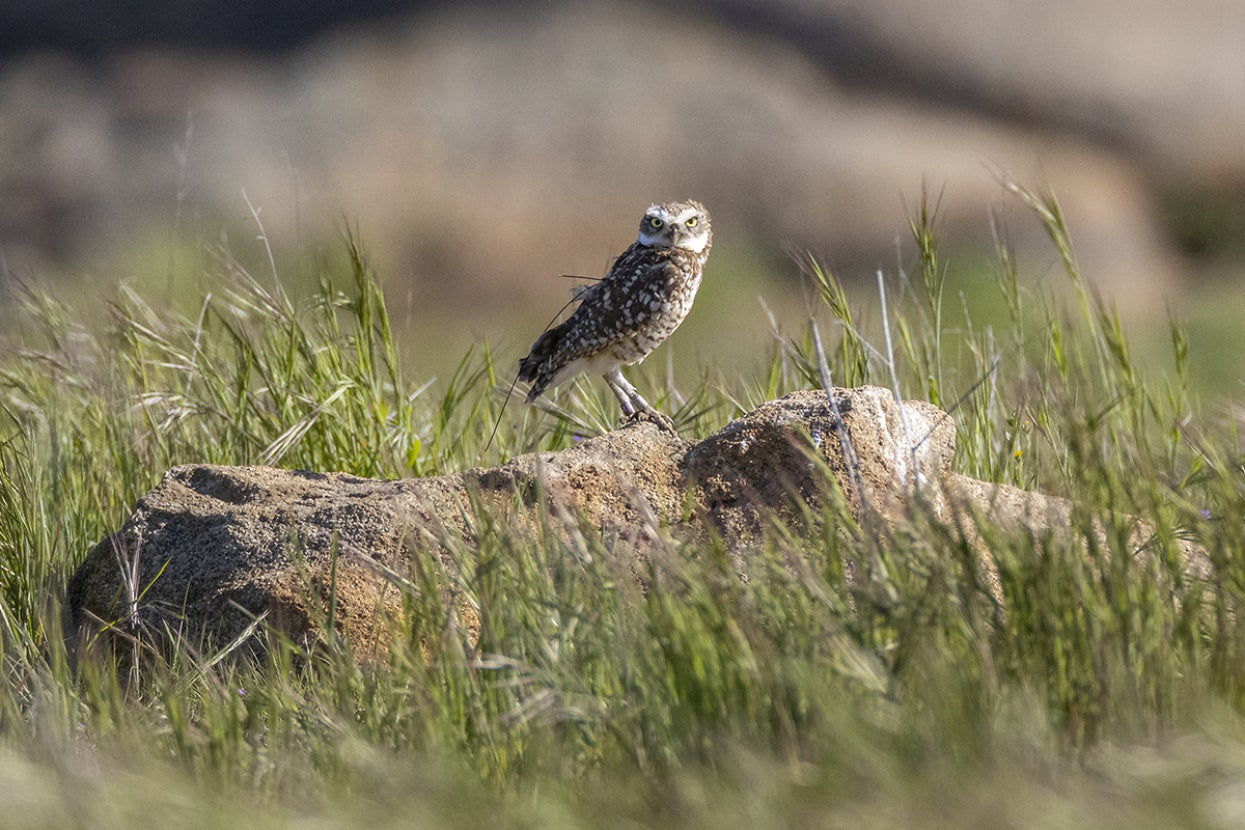 burrowing owl in the field