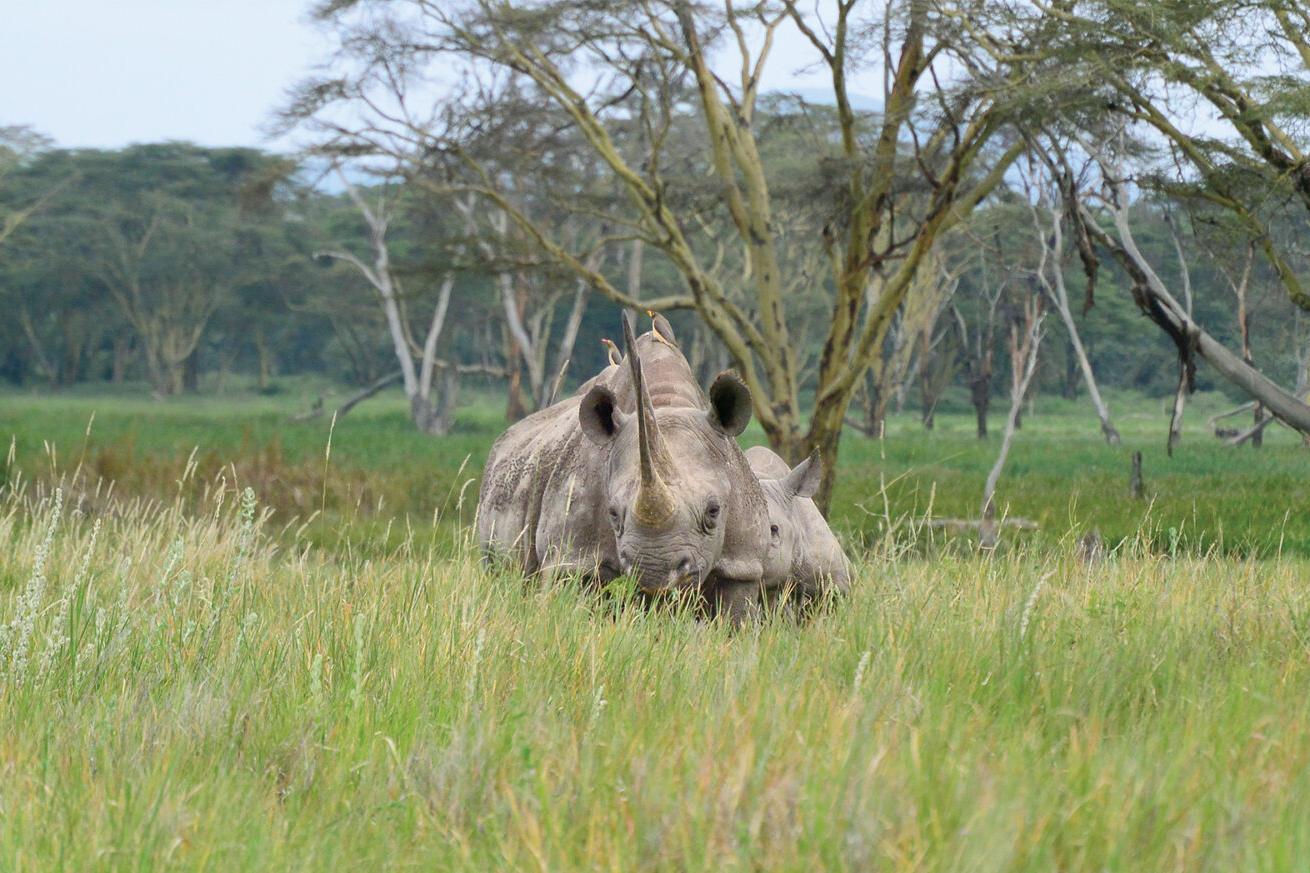 two rhinos on grassy land