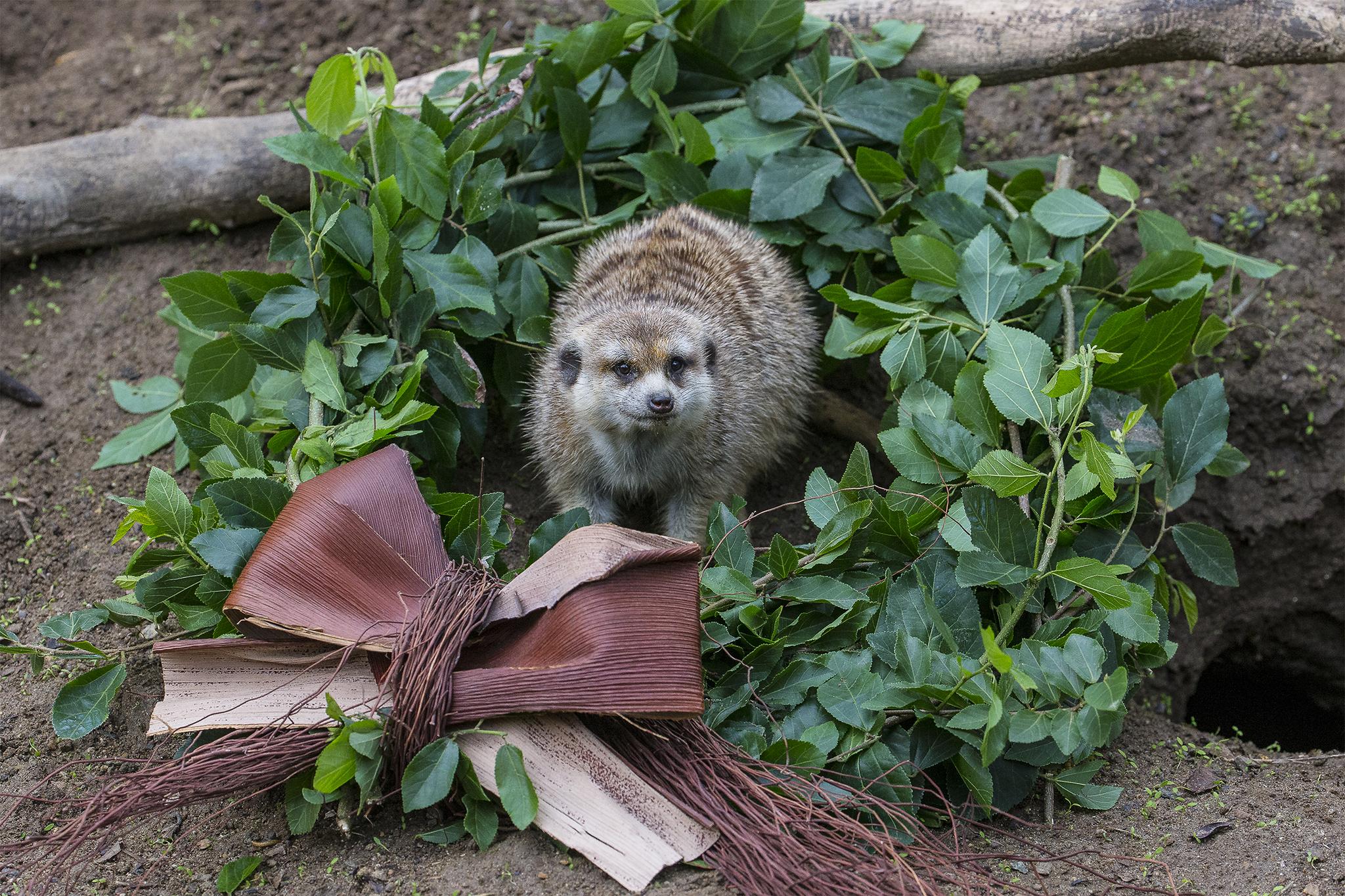 Meerkat in a wreath
