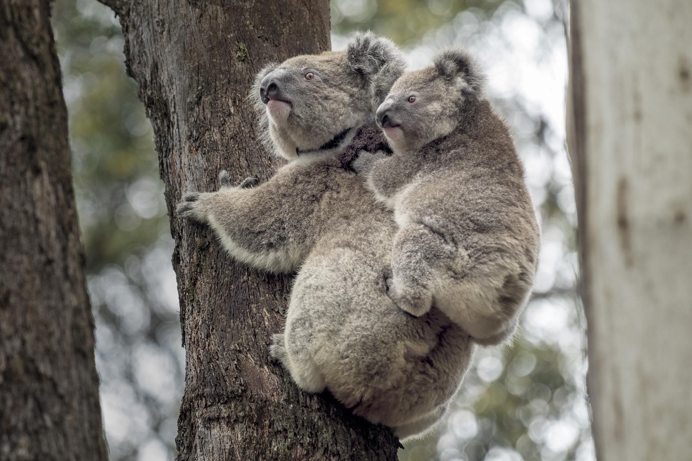 Adult and youth koala on a tree trunk