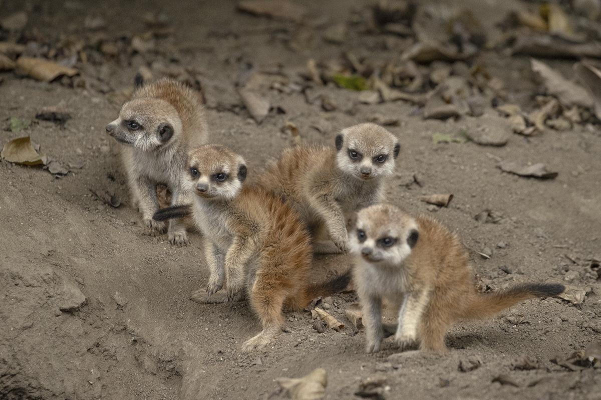 A group of four young meerkat pups