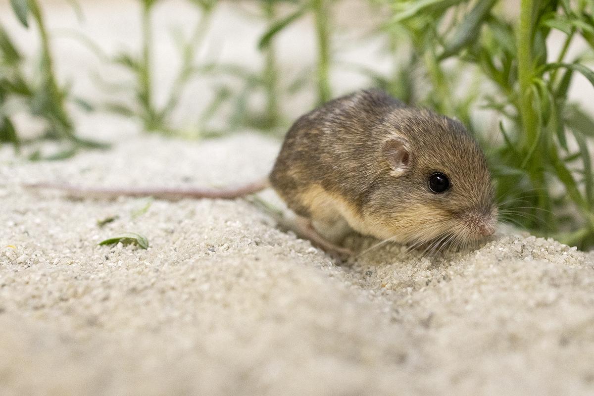 Pacific pocket mouse in front of greenery
