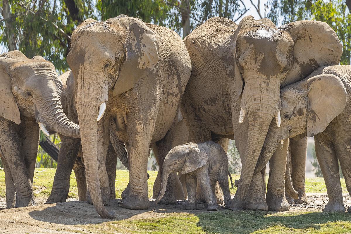 Elephant herd