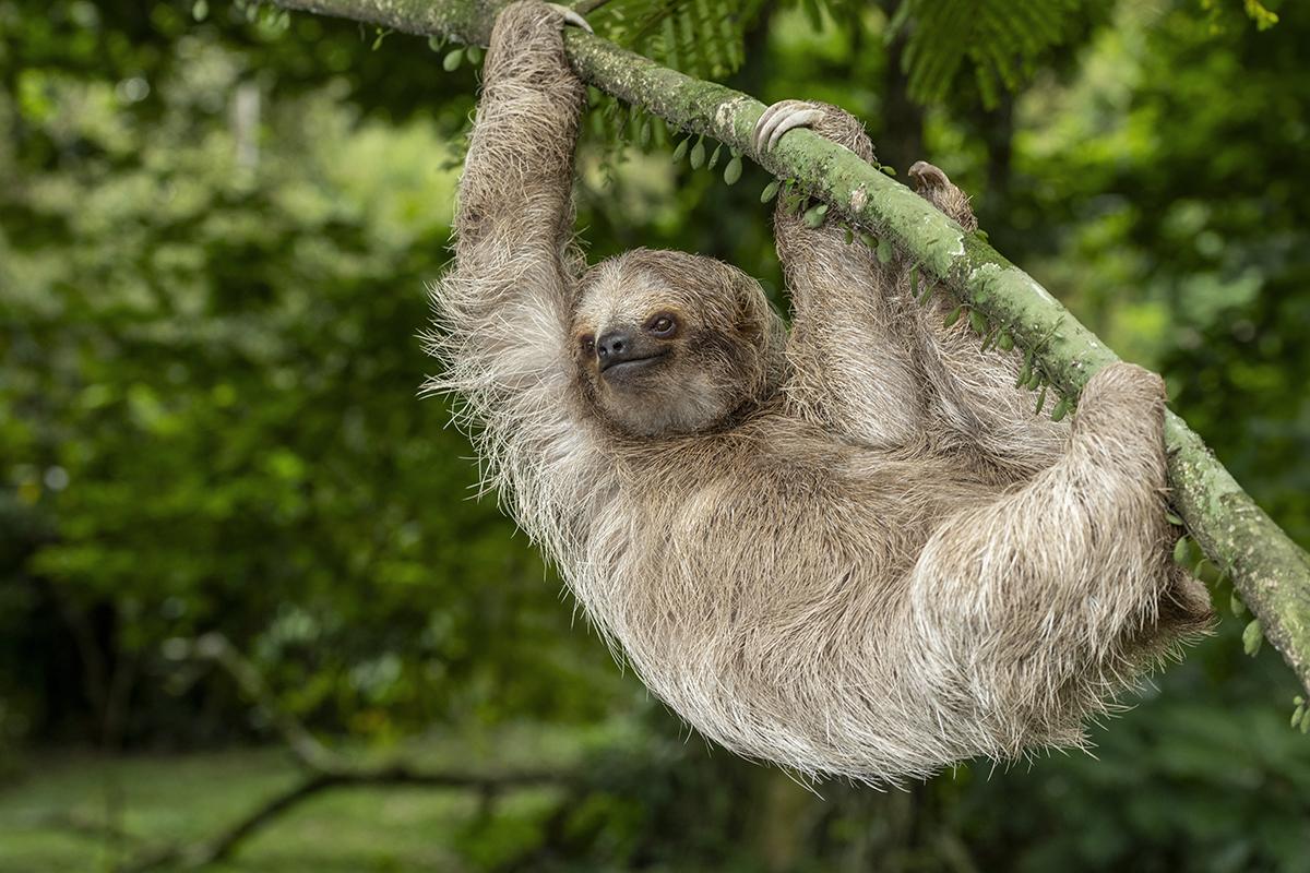 Sloth hanging from tree branch