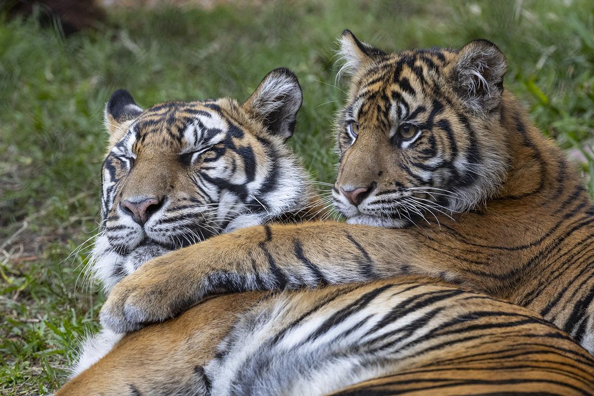 puteri and hutan, two sumatran tigers 