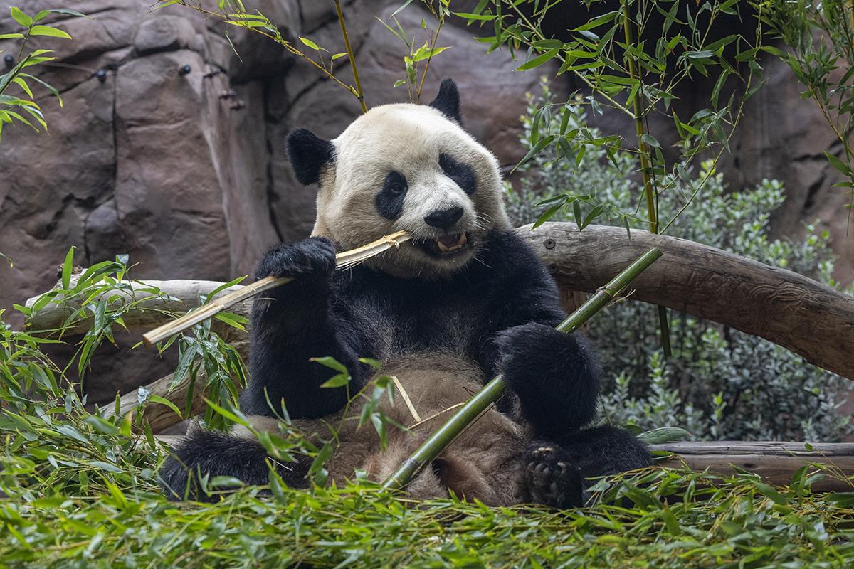 yun chuan the giant panda eating bamboo
