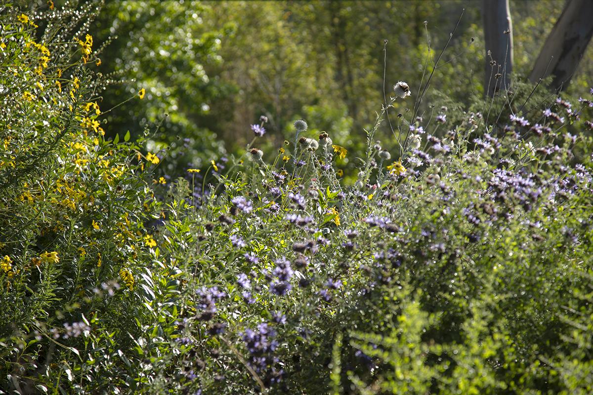 San Diego County foliage