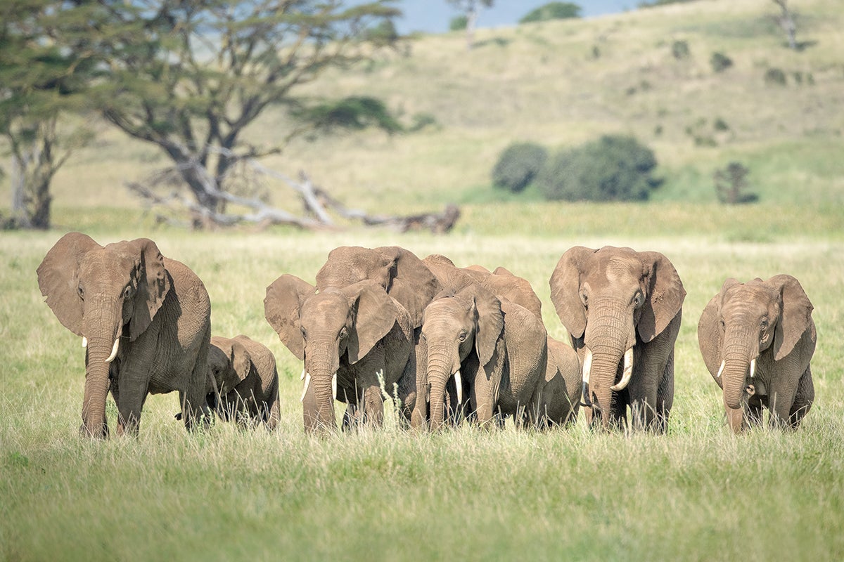 A herd of elephants walks together on the savanna.